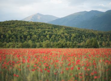 La missione della tutela delle biodiversità